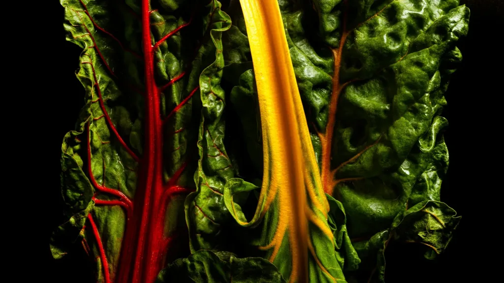 Close-up of Swiss chard leaves with red and yellow stems in a Magma by Dany Karam ingredient showcase