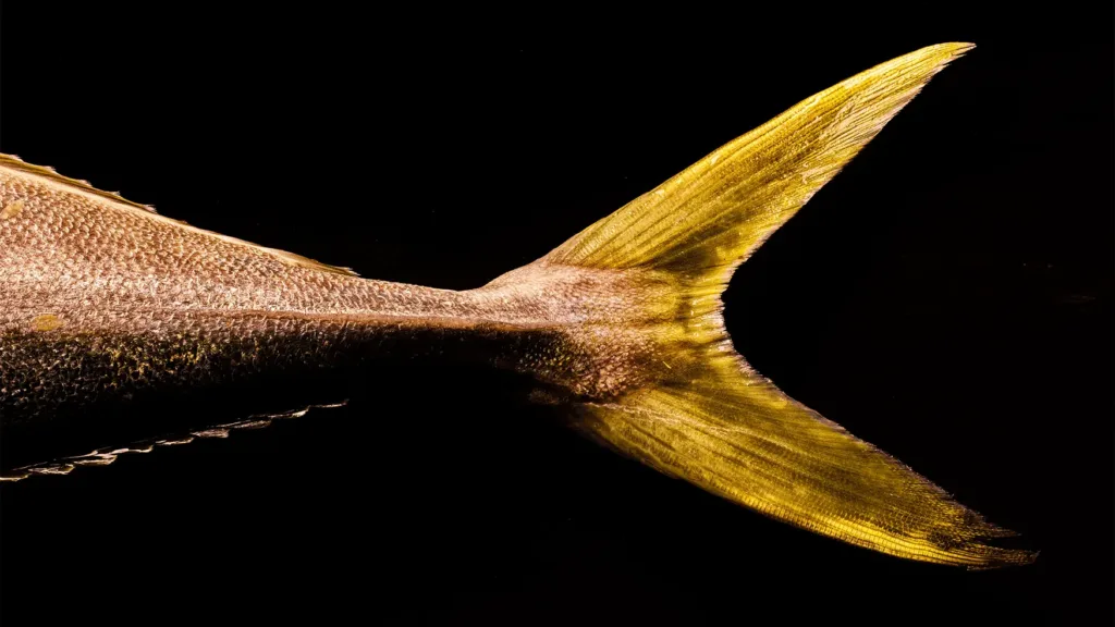 A fish tail with golden fins shown as an ingredient feature for Magma by Dana Karam