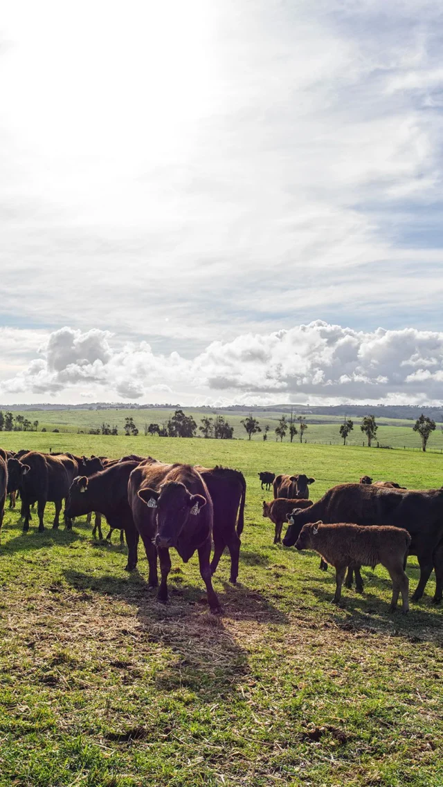 Before the fire, there’s the farm.
Dany and Sébastien joined David and Ben Blackmore on-site to see where it all began- generations of care, precision, and respect for the land.
It’s this philosophy that defines Magma: every ingredient has a story, and every story deserves to be honoured.

Magma by Dany Karam opens 19th of November.

#magma  #danykaram  #cabravale
