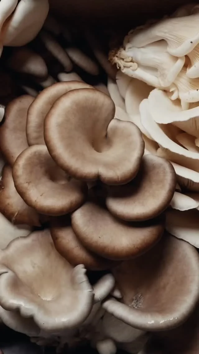 Fresh, local produce is at the core of Magma's menu. Each season, Dany will visit a local producer's farm, incorporating the best produce into delicious new dishes. 

To kick things off, Magma's new Autumn additions are in collaboration with @mindrise.au, located in the Blue Mountains. Each plate served at Magma is designed well before it reaches the table.

#magma #danykaram #cabravale